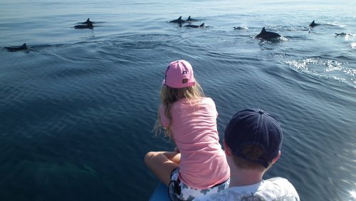 dolfijnen kijken in de Bali zee